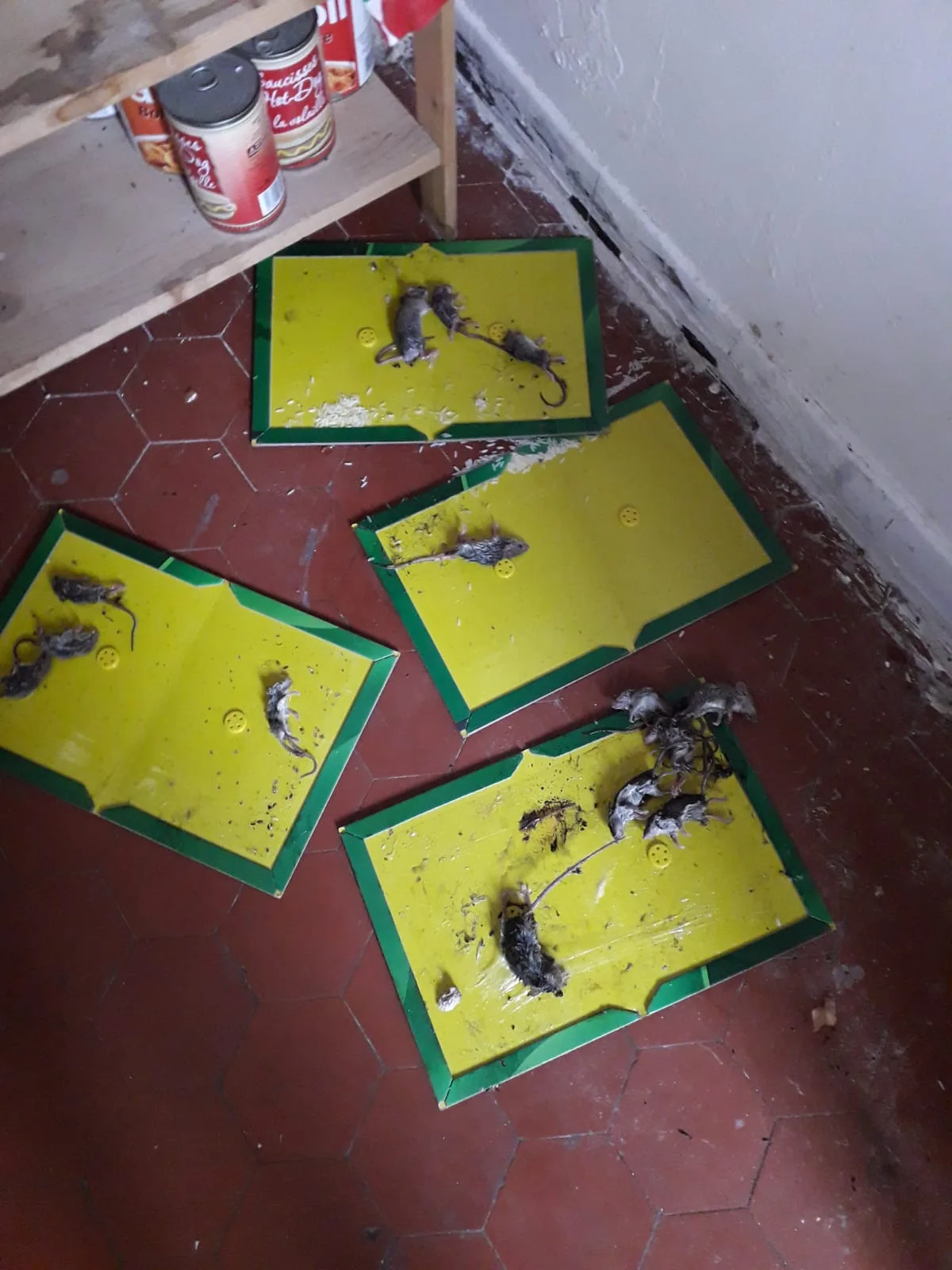 Captures de rongeurs sur plaque de glue à Marseille